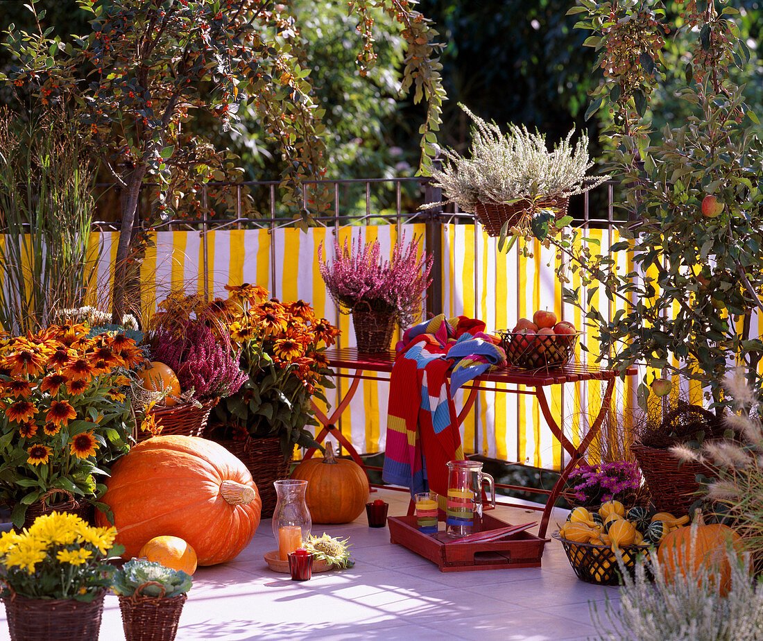 Autumn balcony with Rudbeckia hirta 'Autumn Colors', Calluna vulgaris 'Amethyst'