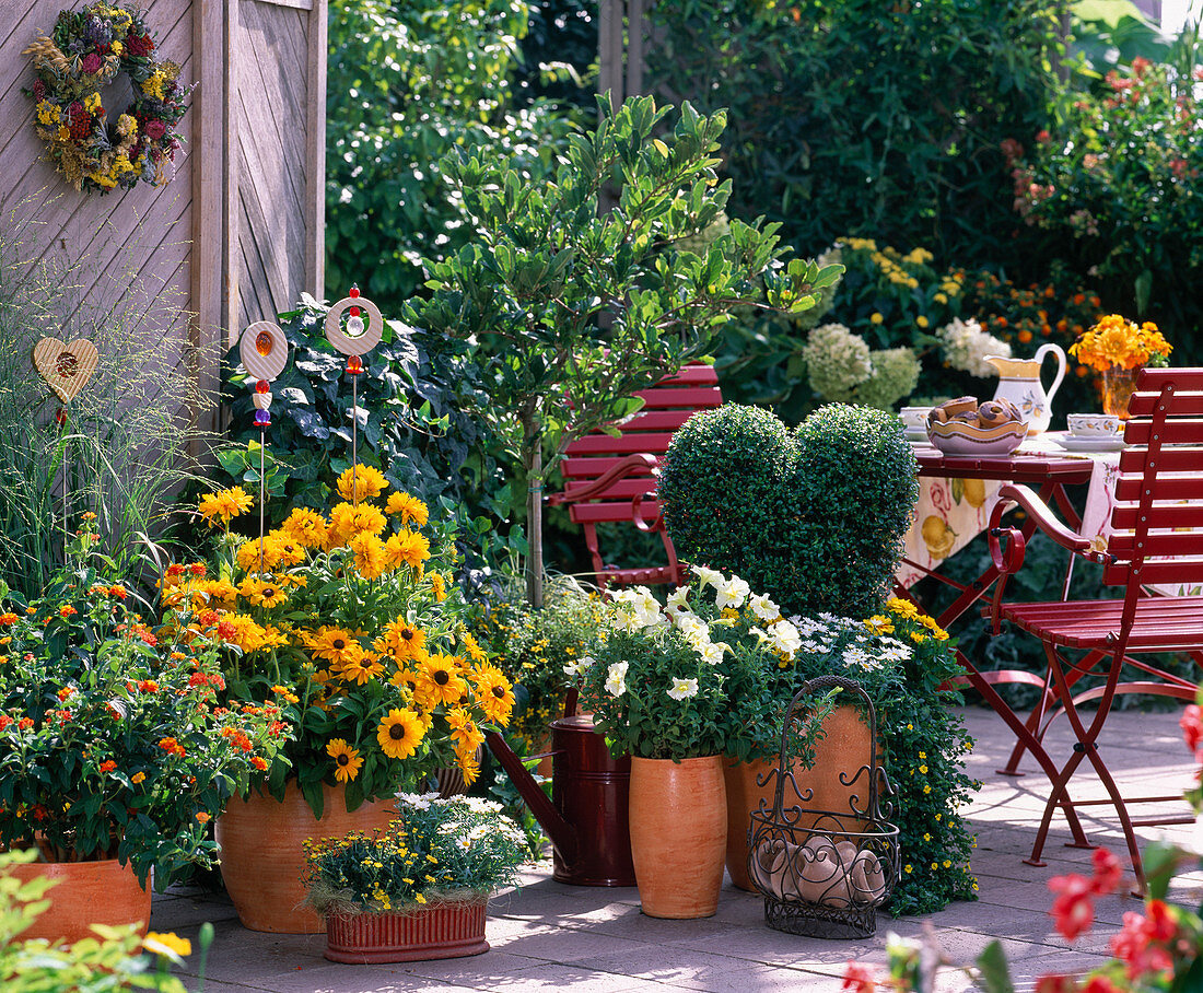 Lantana, Rudbeckia hirta 'Goldilocks', 'Marmalade', Magnolia stellata