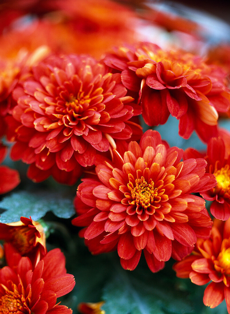 Chrysanthemum indicum 'Balsa'