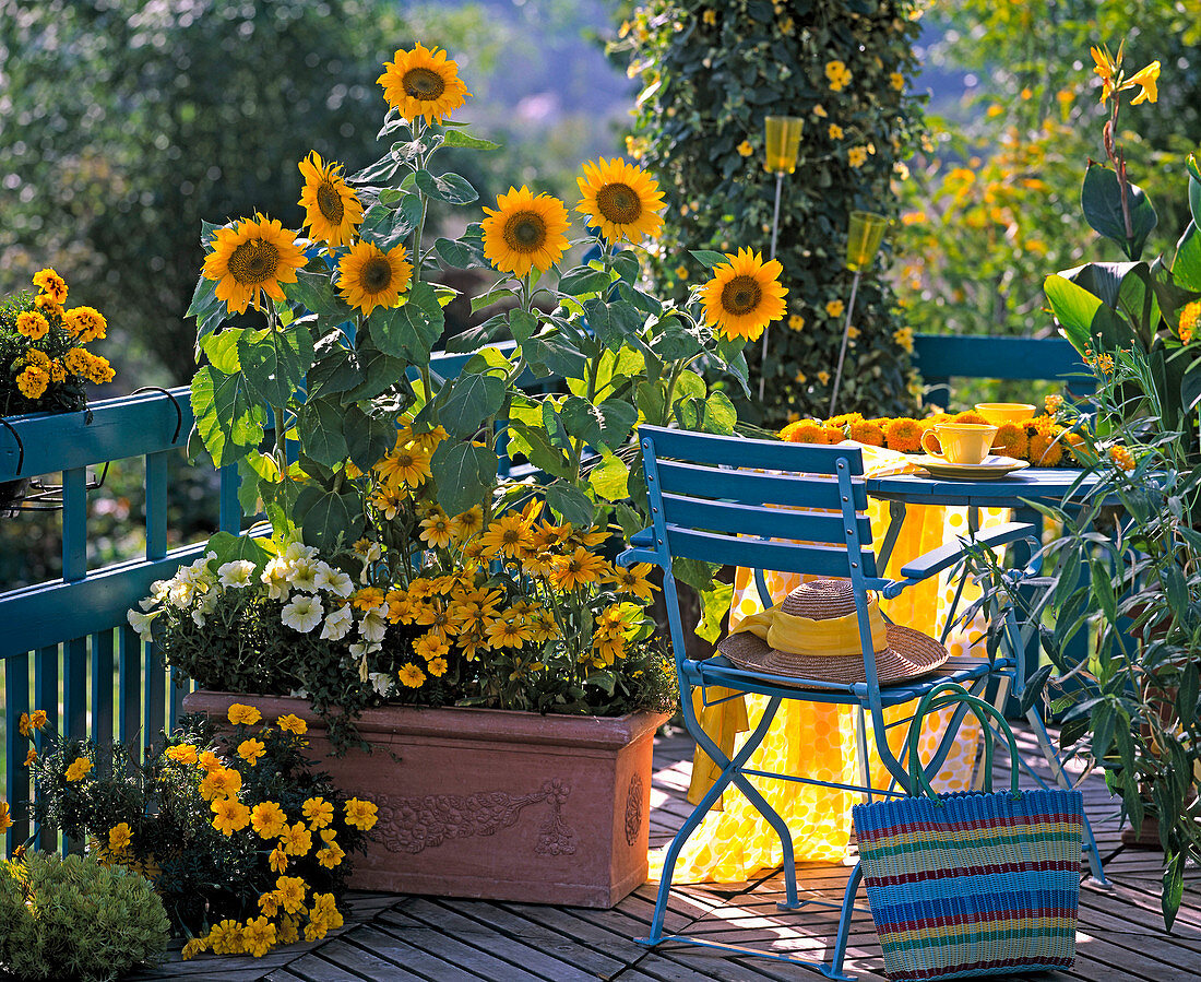 Tagetes patula, Petunia grandiflora 'Prism Sunshine', Helianthus