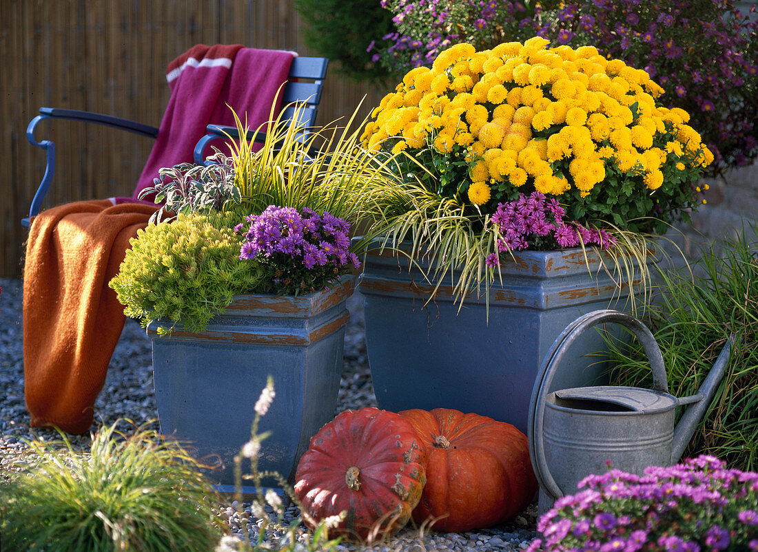 Carex montana (Segge), Sedum 'Lemon Ball' (Fetthenne), Salvia' Tricolor' (Salbei)