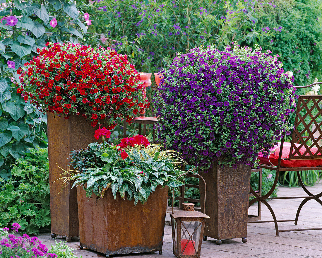 Calibrachoa 'Red Devil', 'Imperial Purple', Euphorbia