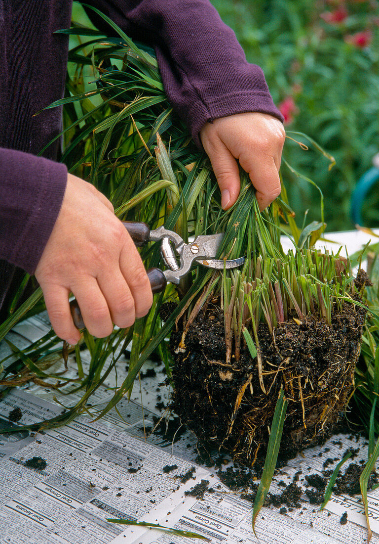 Overwintering Acidanthera bulbs;(1/4)