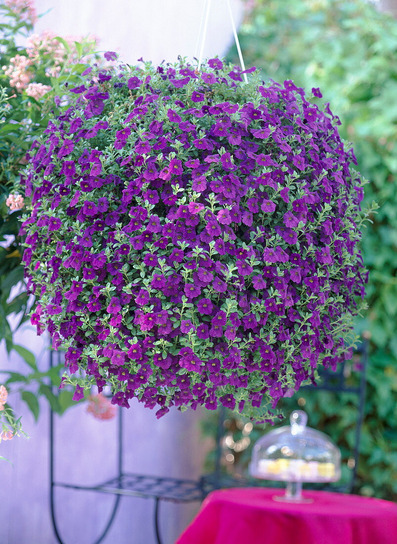 Calibrachoa 'Imperial Purple'