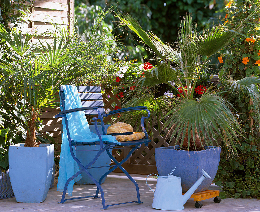 Palm tree balcony, Chamaerops humilis, Phoenix roebellini