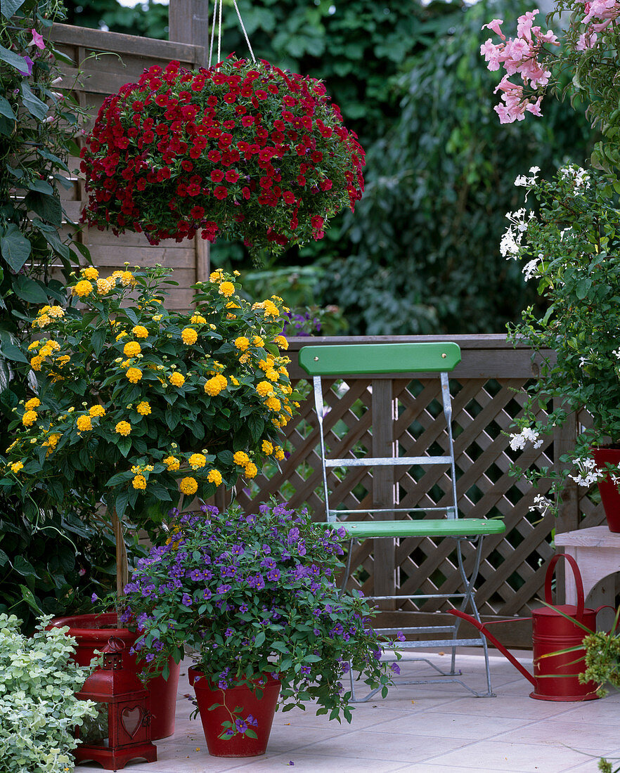 Calibrachoa 'Red Devil' (mini hanging petunia), Lantana camara (wood anemone)