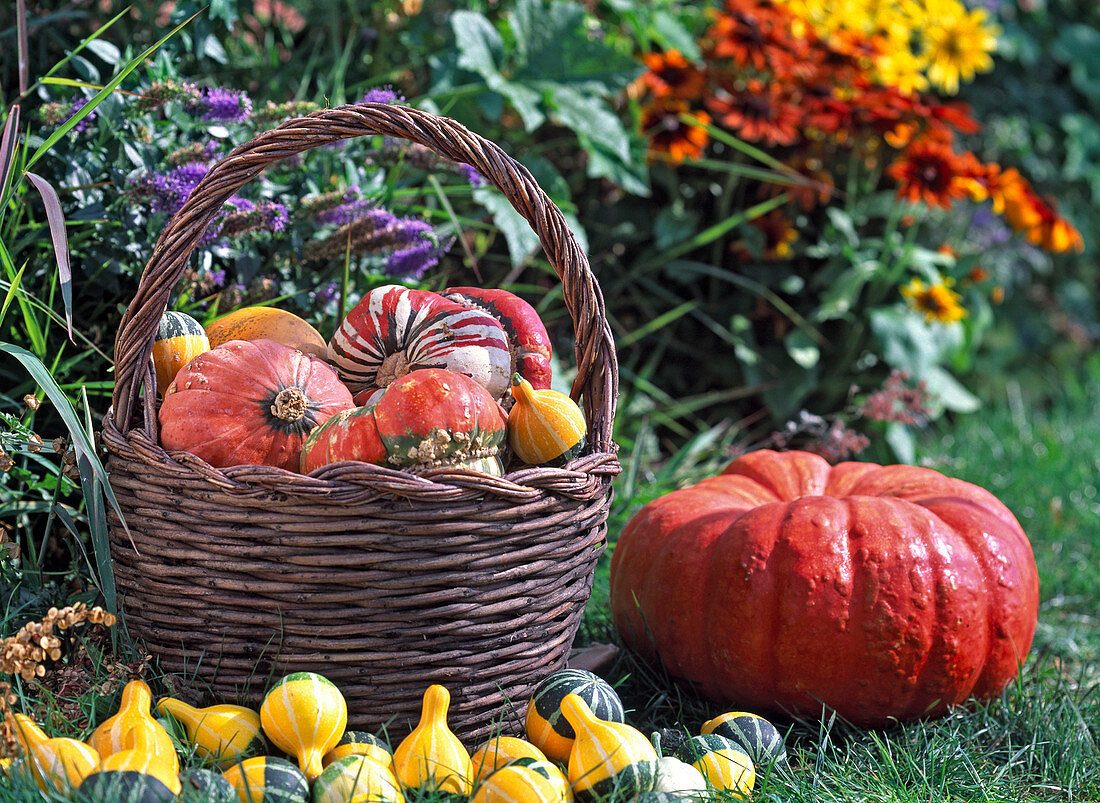 Basket with cucurbita (ornamental squash)