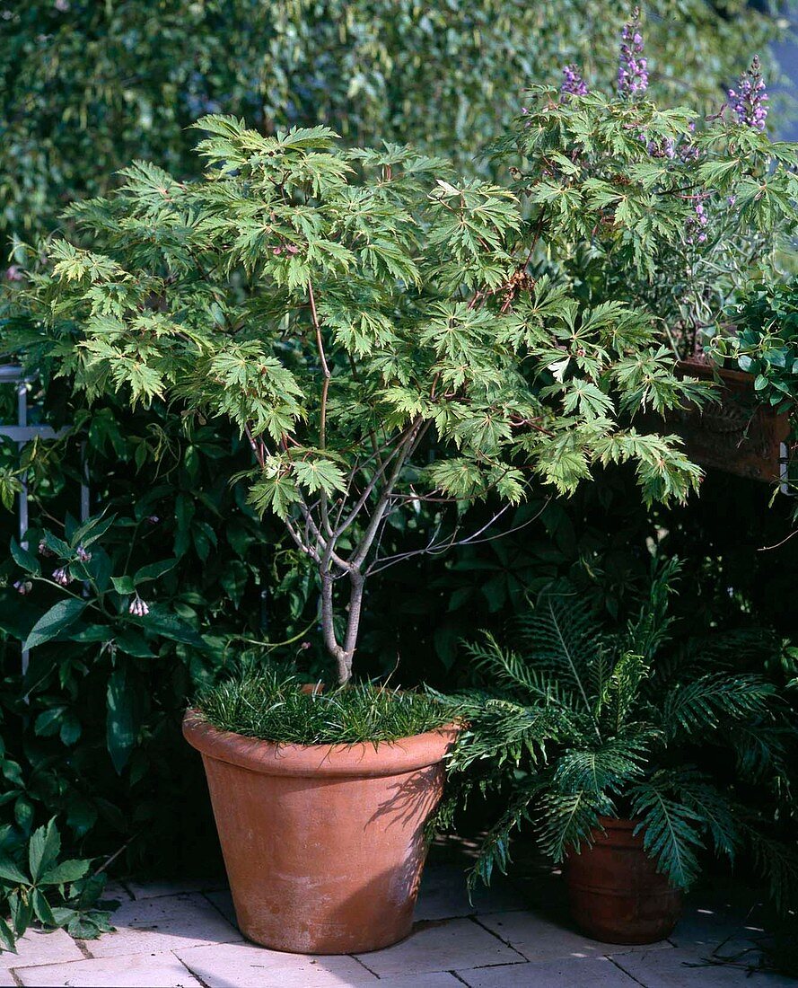Acer japonicum Aconitifolium (Japanischer Feuerahorn)