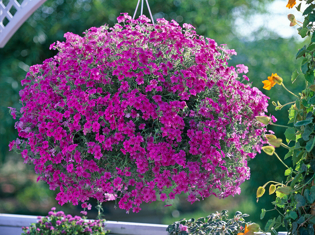 Phlox-Intensia 'Lavender Glow'