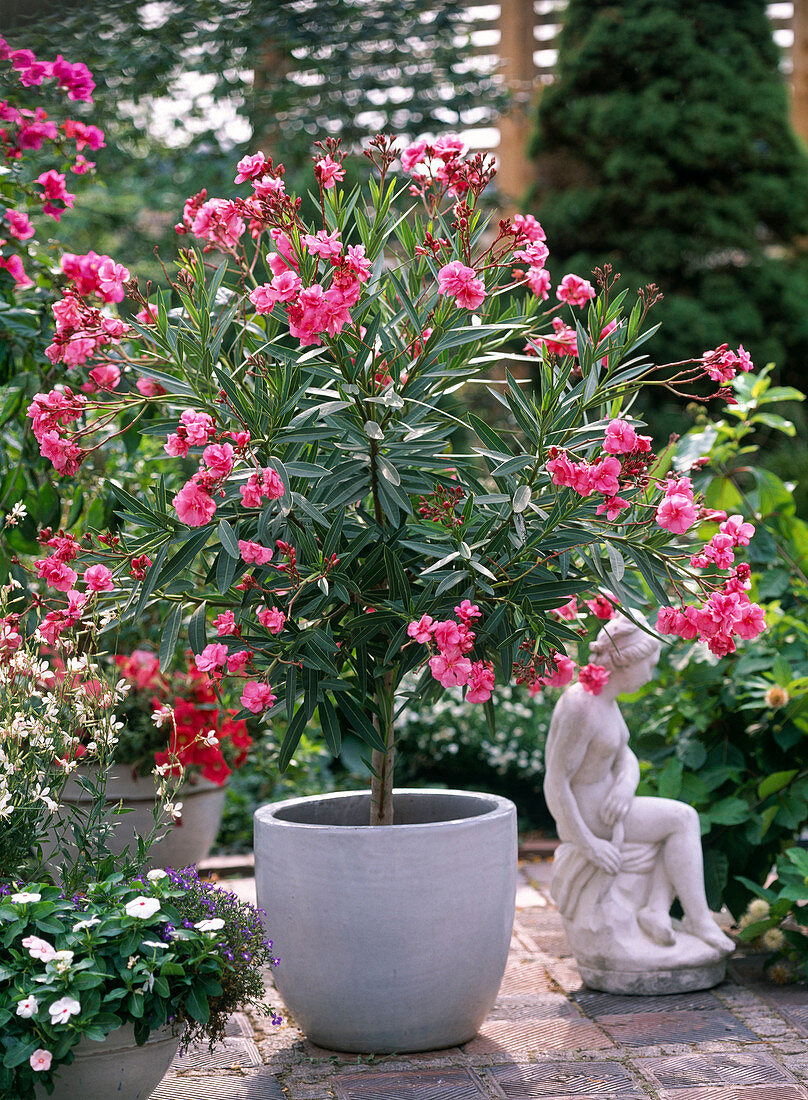 Nerium oleander