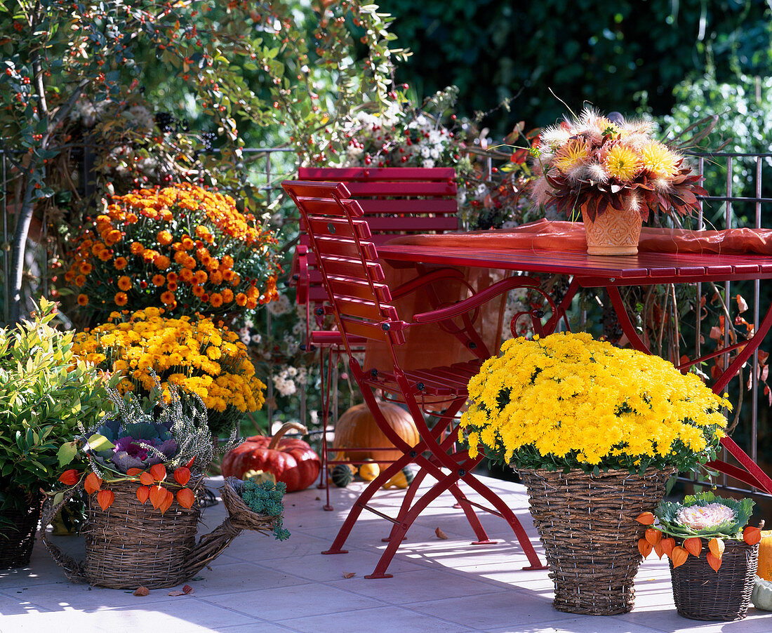 Autumn balcony, Dendranthema, Calluna, Brassica, Dahlias