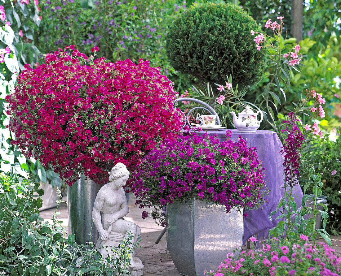 Phlox Intensia 'Neon Pink' (Summer phlox, Verbena superbena)