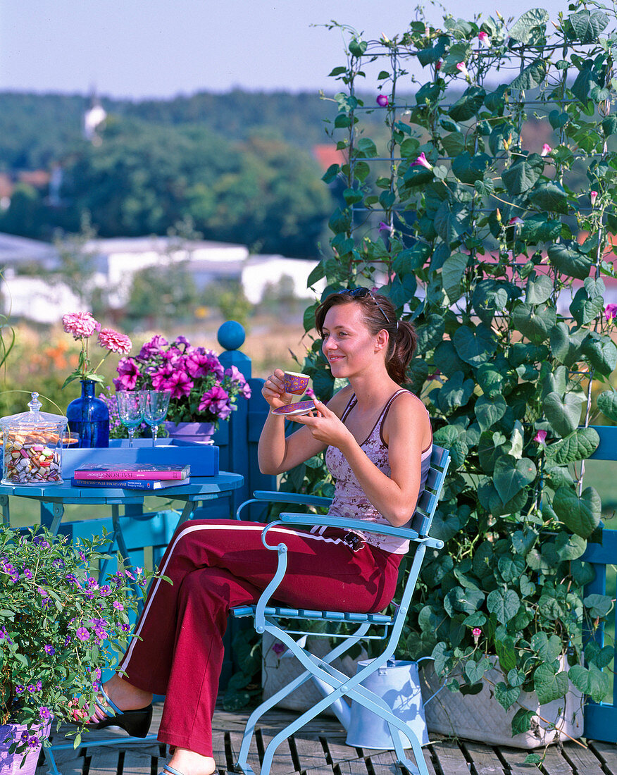 Plant box with pharbitis (funnel) as a privacy screen