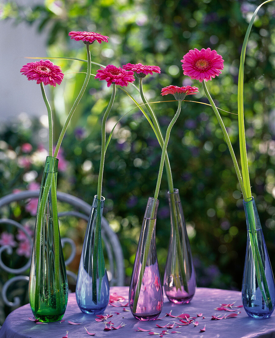 Tannera flowers in single vases