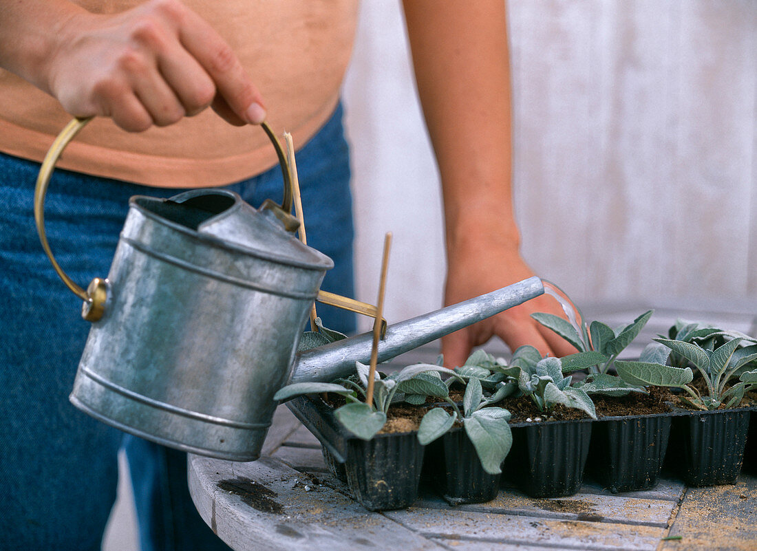 Propagating cuttings of Salvia officinalis 'Berggarten' (sage)