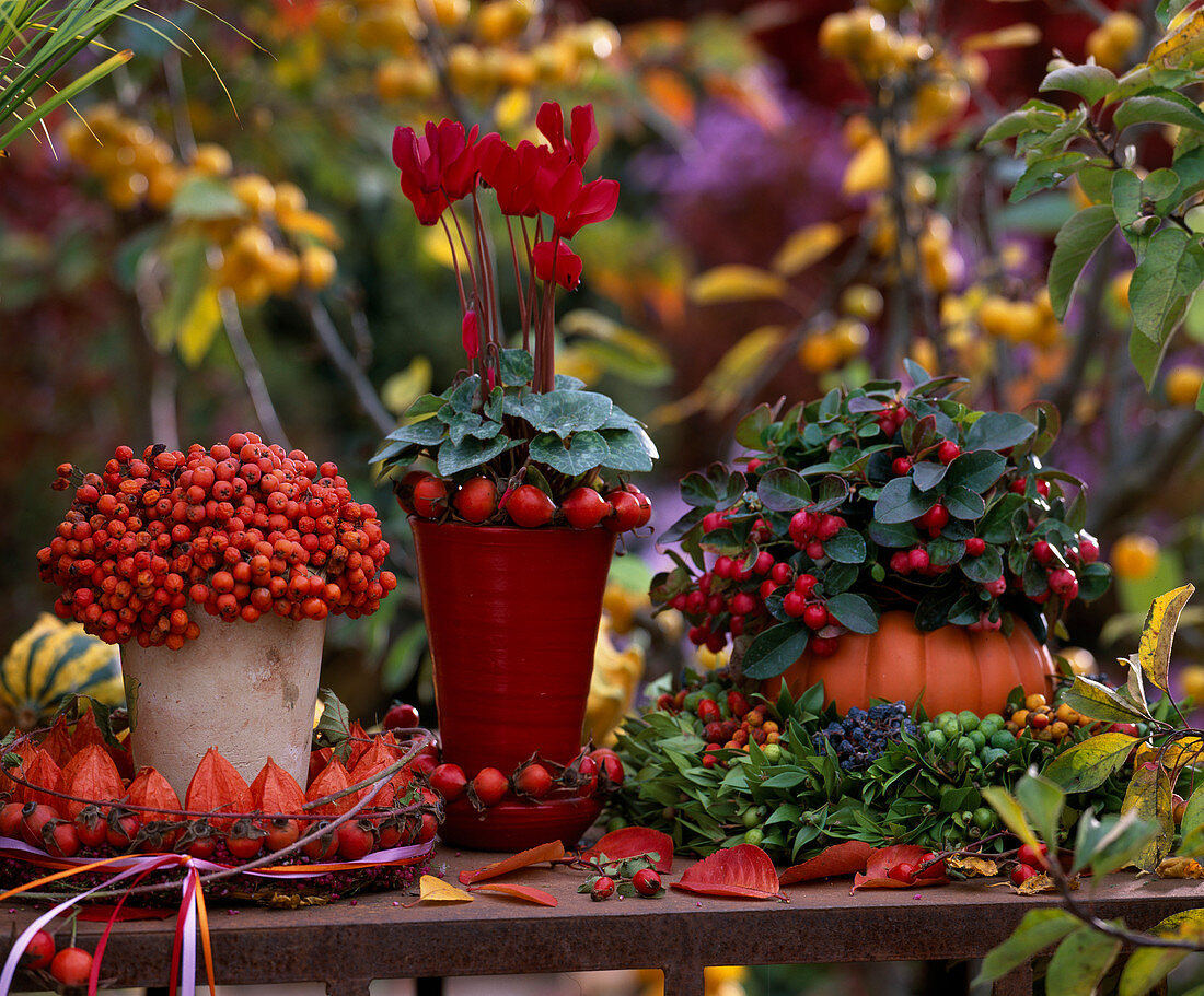 Sorbus (Vogelbeere), Cyclamen persicum (Alpenveilchen), Gaultheria (Scheinbeere)