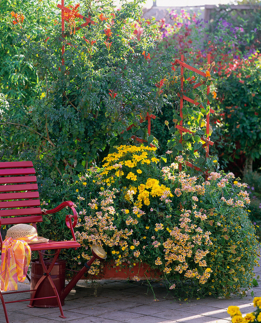 Nemesia 'Sunsatia Mango' (Fairy mirror), Tagetes patula