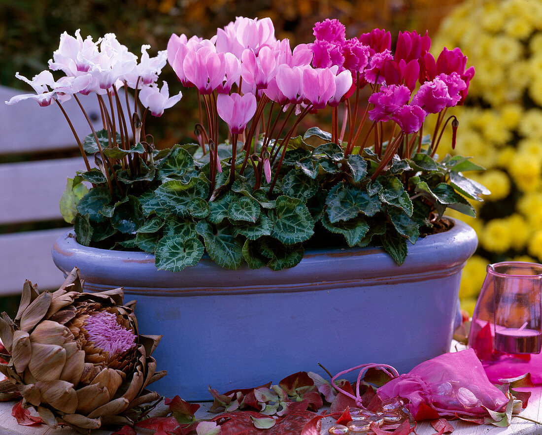 Cyclamen persicum / Alpenveilchen, Cynara scolymus / Artischocke