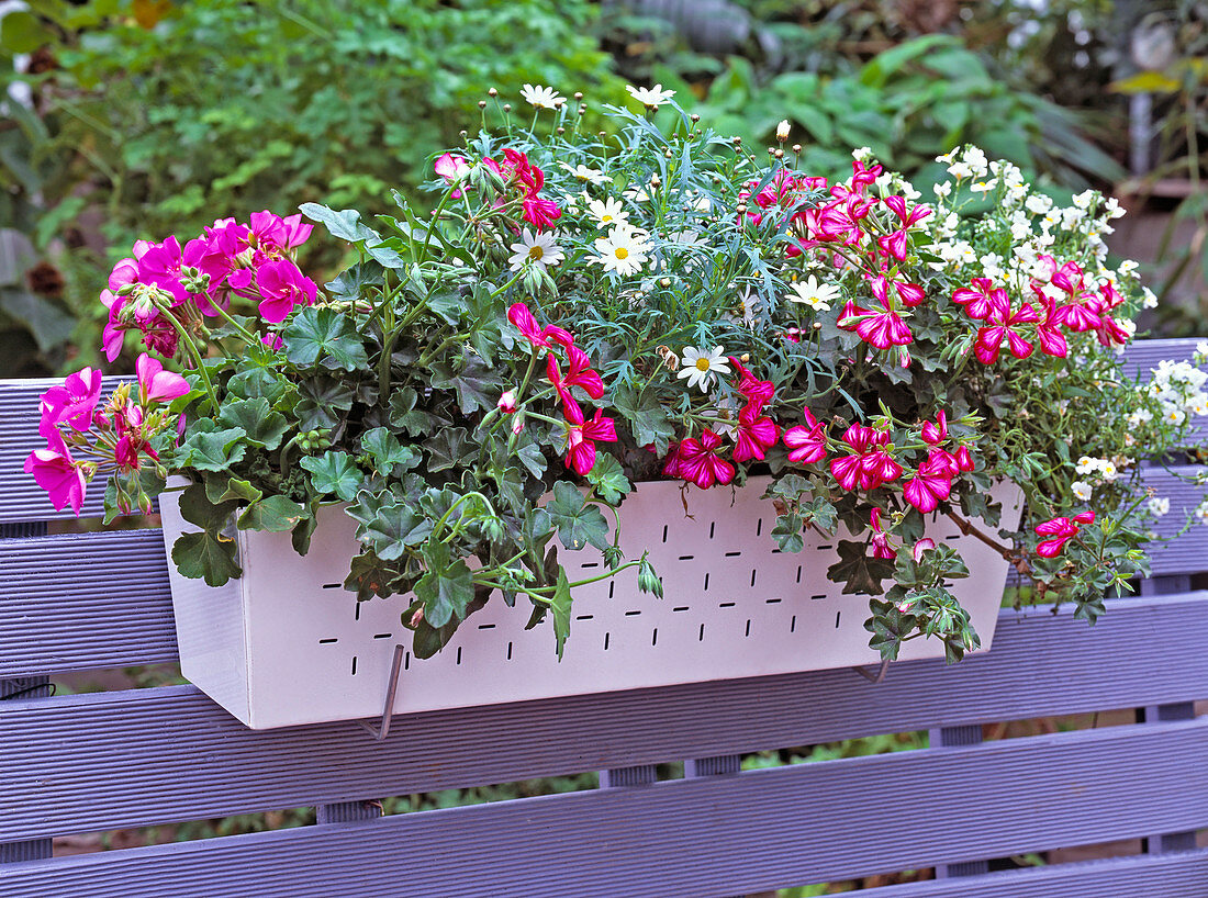 Blechkasten mit Pelargonium, Argyranthemum (Margerite)