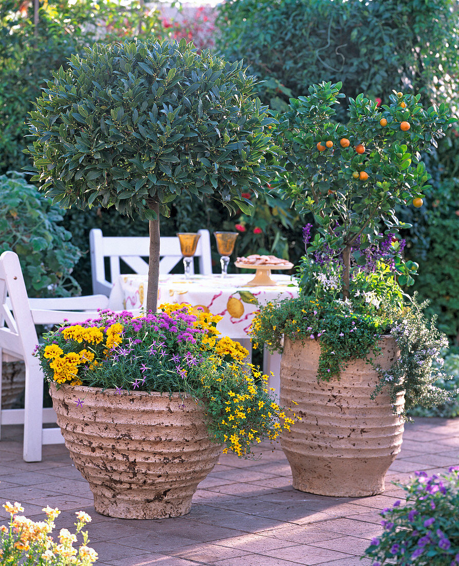 Mediterrane Terrasse: Laurus / Lorbeerbaum, Citrus mitis