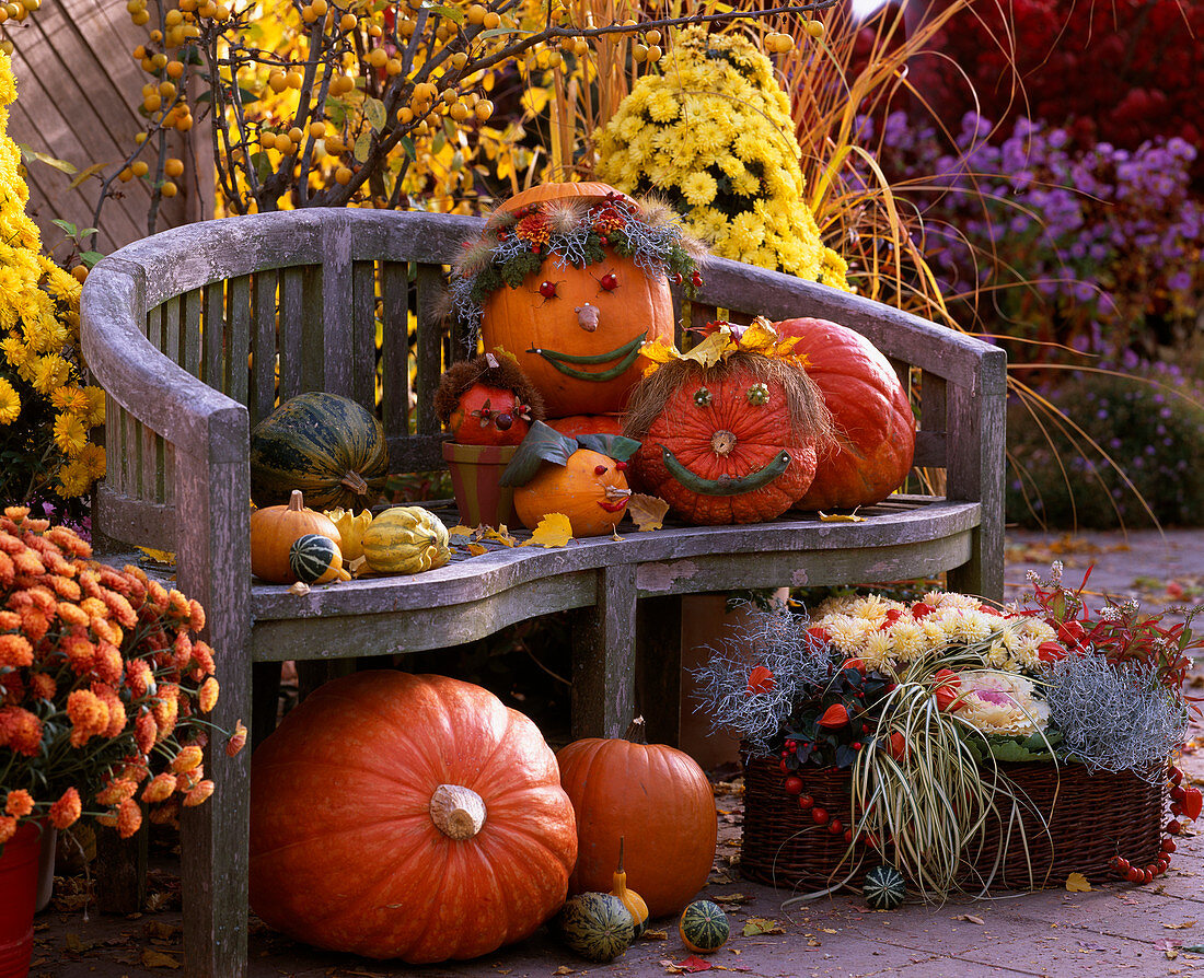 Cucurbita Pumpkins, Chrysanthemum, Calocephalus Barbed Wire, Carex 'Evergold'