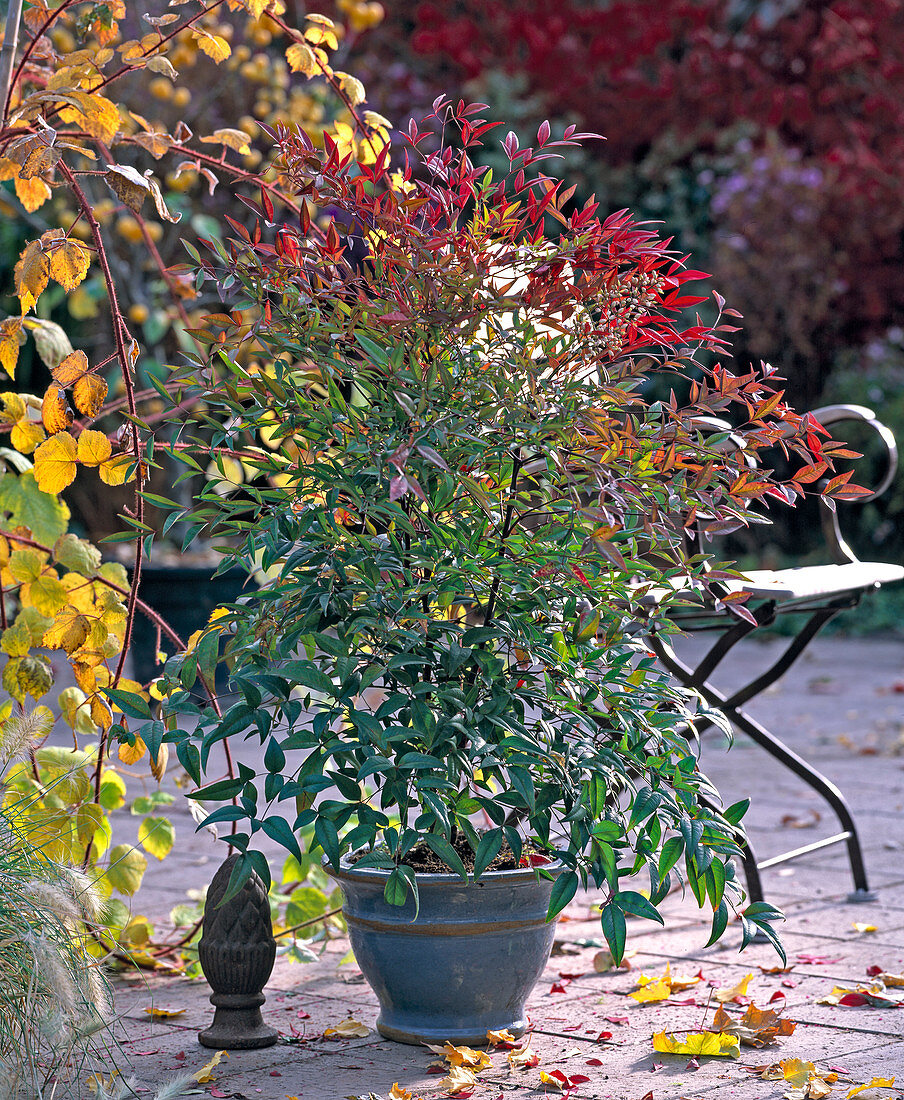 Nandina domestica (Heiliger Bambus, Himmelsbambus)