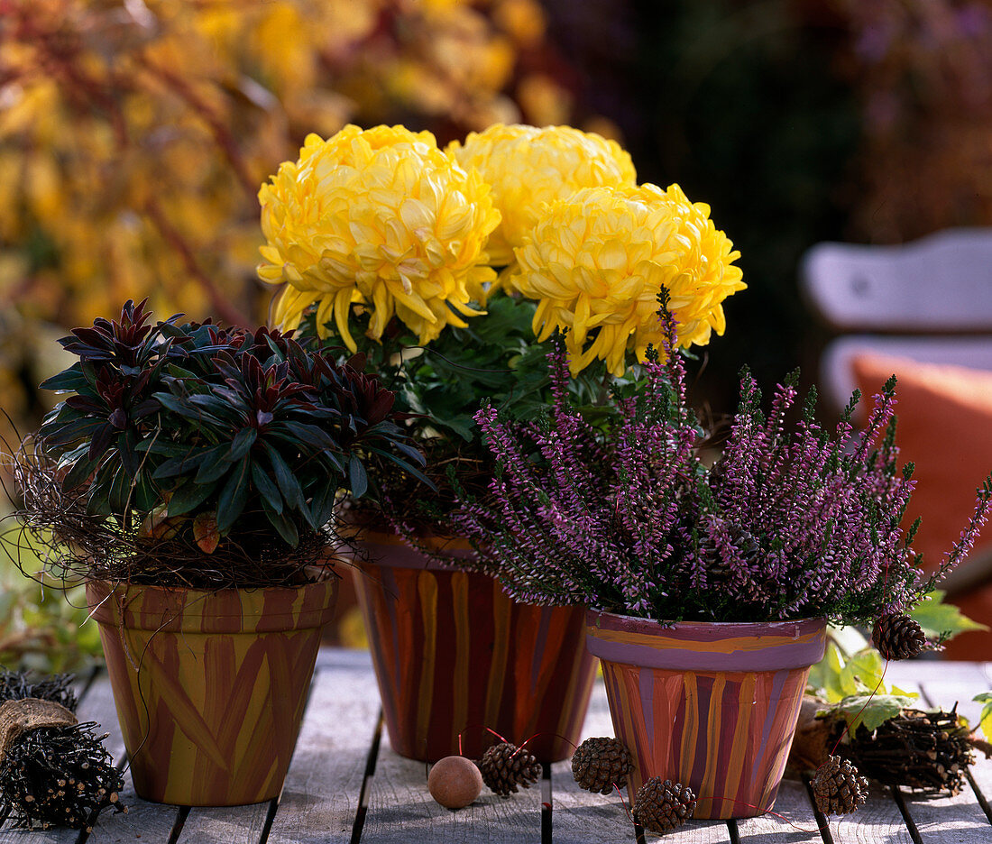 Chrysanthemum (Deko-Chrysantheme), Euphorbia 'Efanthia' (Wolfsmilch), Calluna'