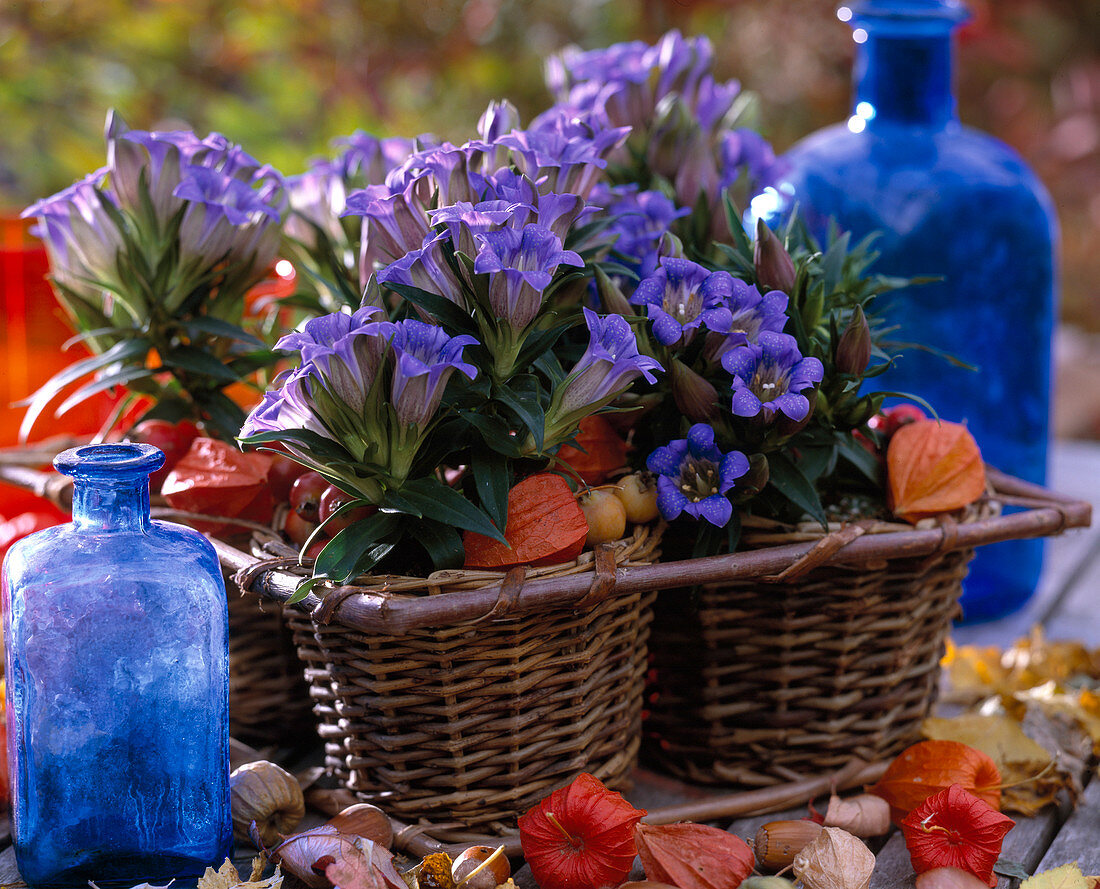 Gentiana scabra (gentian), Physalis (lantern flower)