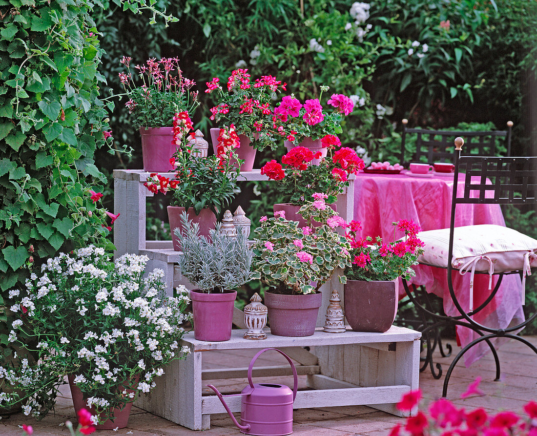 Etagere, Nemesia (Elfenspiegel), Pelargonium zonal 'Salmon'