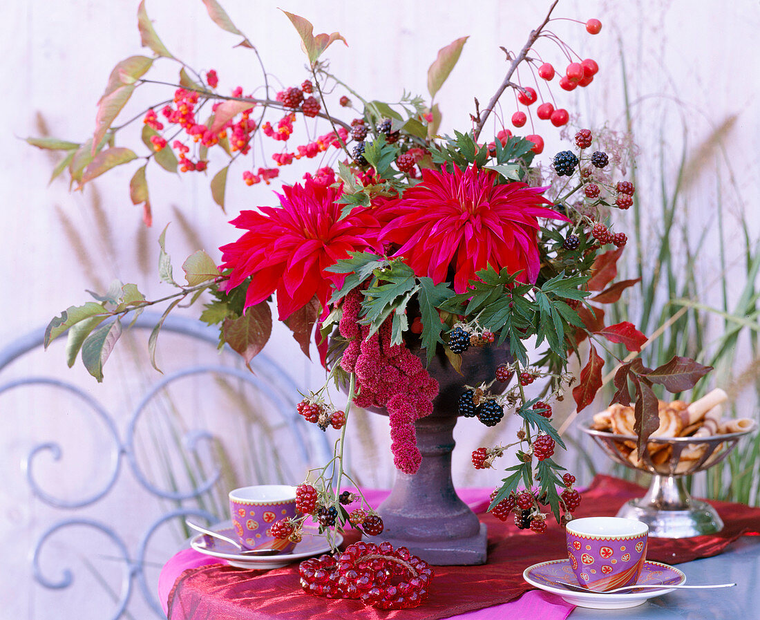 Container with plug-in mass: Dahlia (dahlia), Rubus (blackberry), Malus (ornamental apple), Euonymus