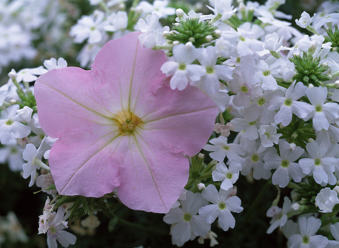 Petunia × atkinsiana 'Shell Pink'