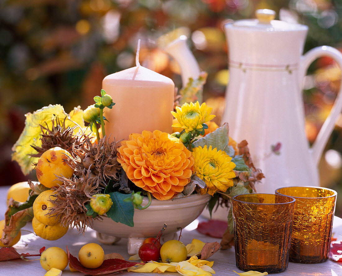 Dahlia (dahlias), Corylus (tree hazel), Chaenomeles (ornamental quince), Malus (ornamental apples)