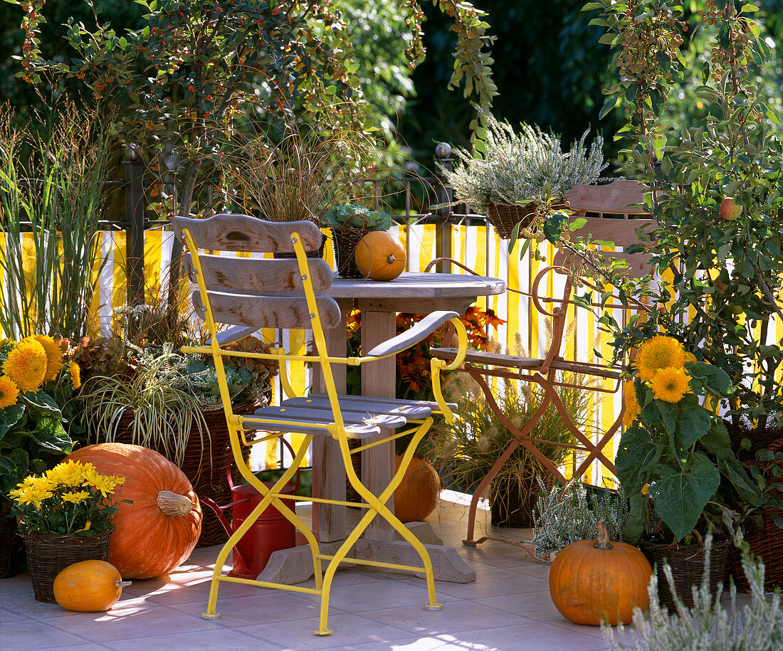 Autumn balcony: Panicum (millet), Carex (autumn sedge), Pennisetum (feather bristle grass)