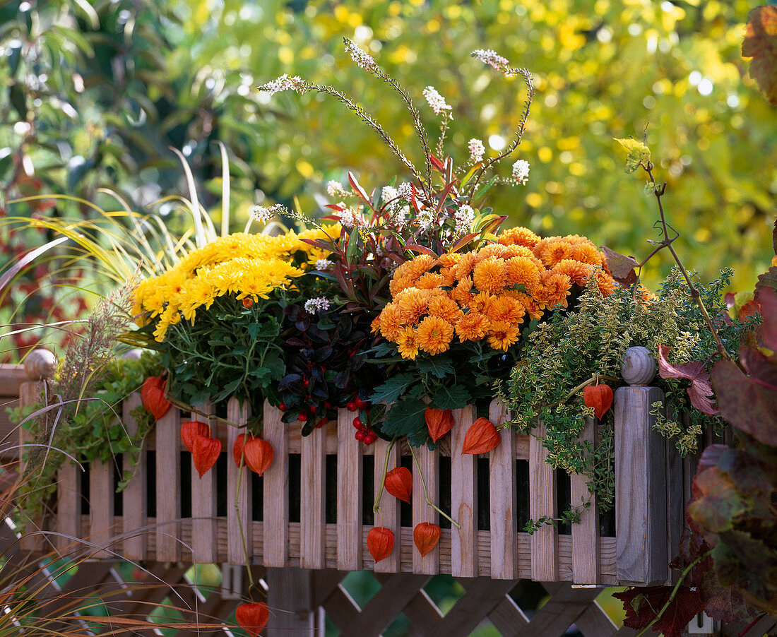 Chrysanthemum 'Yahou Lemon' and 'Yahou Apricot', Lysimachia