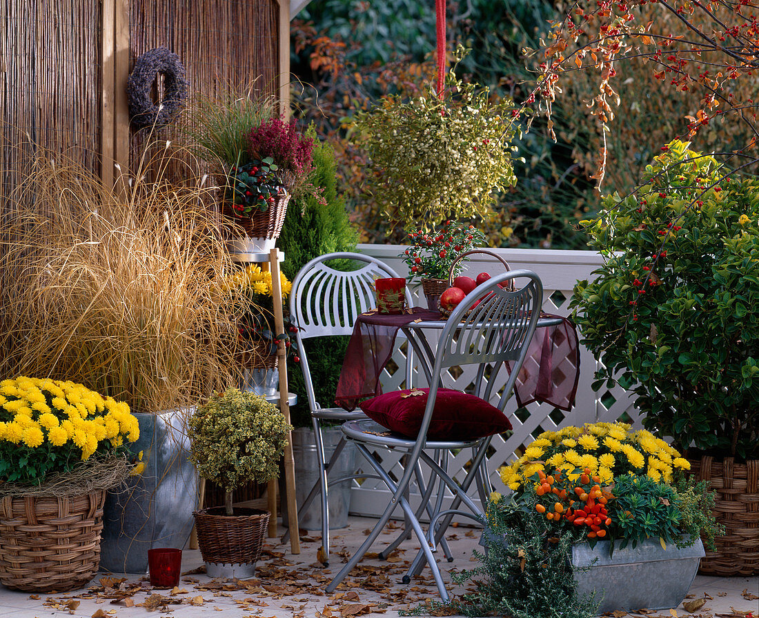 Chrysanthemum, Pennisetum (feather bristle grass), Buxus (variegated box), Capsisum (ornamental peppers)