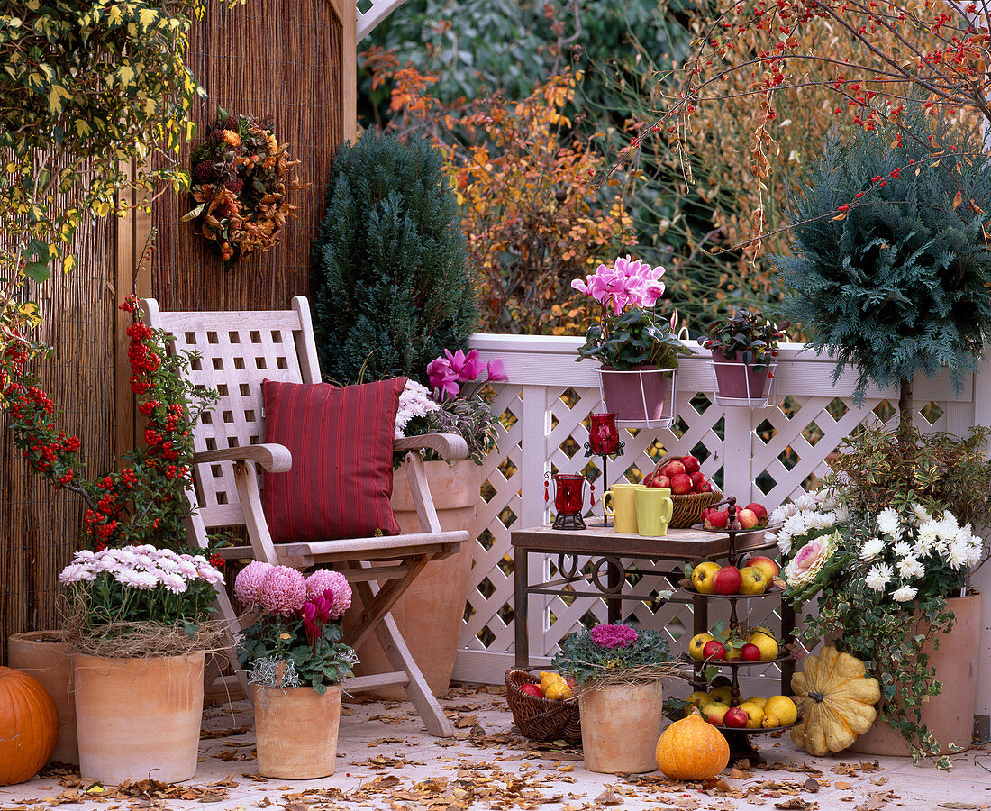 Chrysanthemum, Chamaecyparis (Scheinzypresse), Pyracantha (Feuerdorn), Brassica