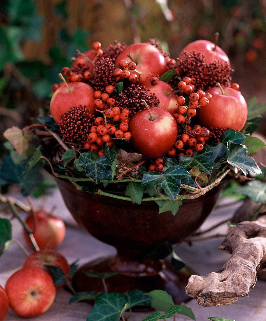 Malus (apple), skimmia, photinia (Italian medlar), hedera (ivy)