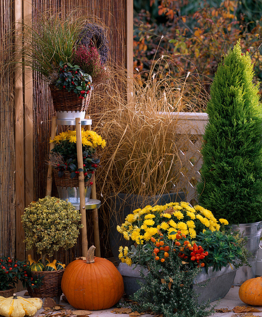 Chrysanthemum, Cypressus 'Goldcrest' (Golden Cypress), Pennisetum (Feather Bristle Grass)