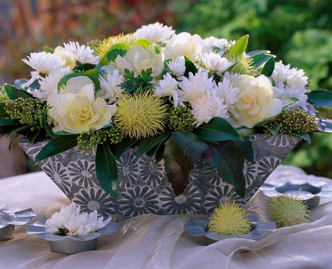 Brassica (ornamental cabbage, Chrysanthemum, Skimmia, Mahonia)