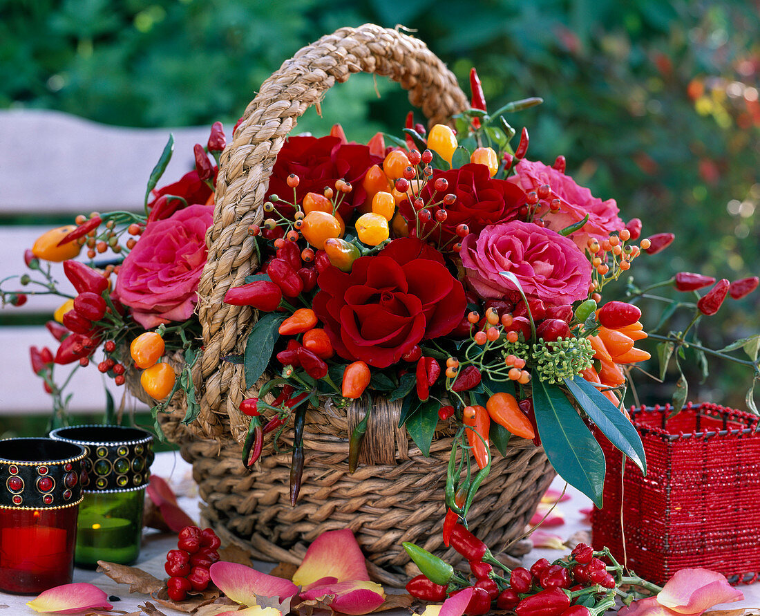 Rosa (Rose) 'Enigma', ' Latin' und Hagebutten, Capsicum annuum (Zierpaprika), Skimmia