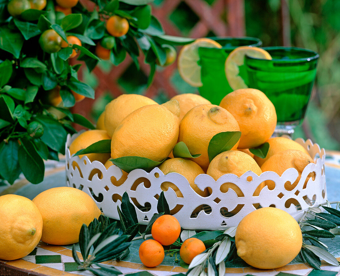 Metalltablett: Citrus limon (Zitrone), Citrofortunella microcarpa