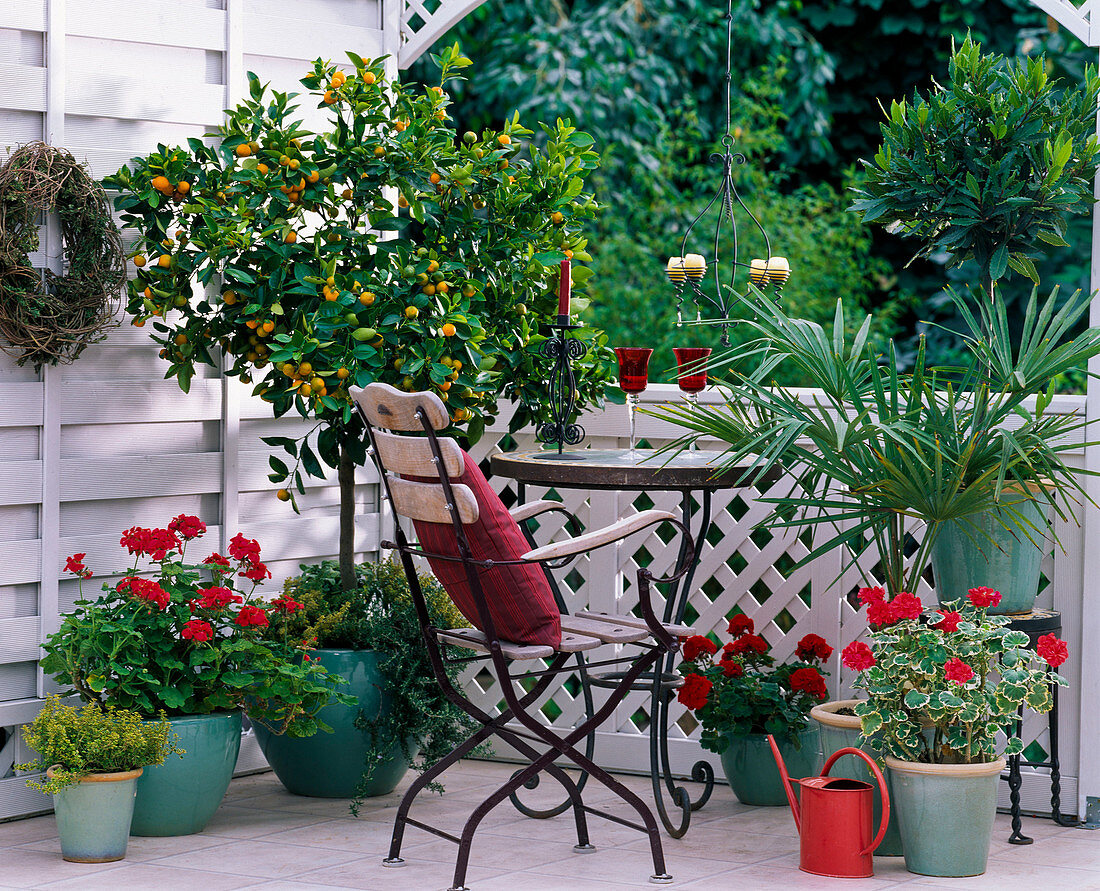 Citrofortunella microcarpa (Calamondin orange, Citrus myrtifolia)