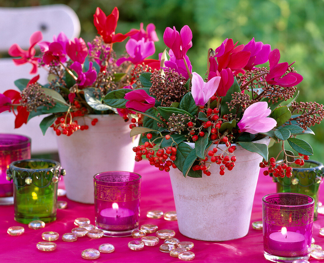 Cyclamen persicifolium / Alpenveilchen, Skimmia, Cotoneaster