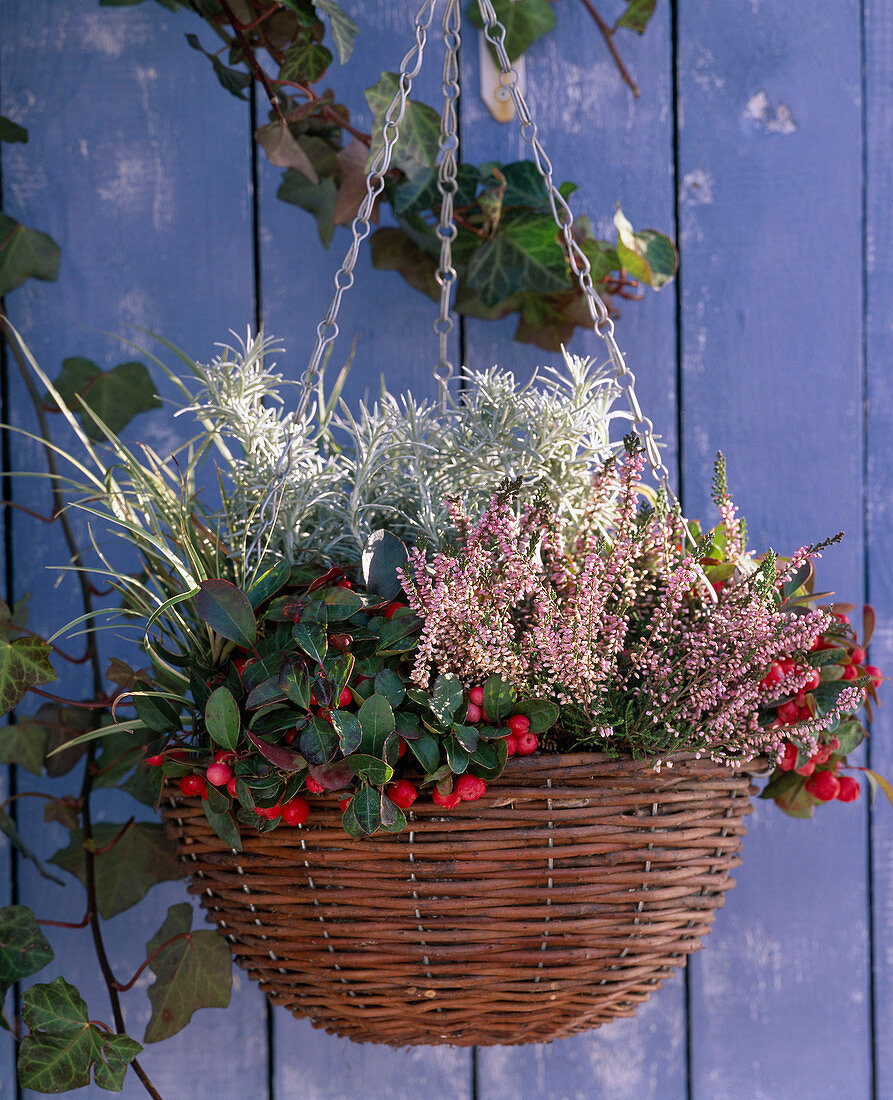 Gaultheria procumbens (Scheinbeere), Calluna (Heide), Helichrysum italicum (Currykraut)