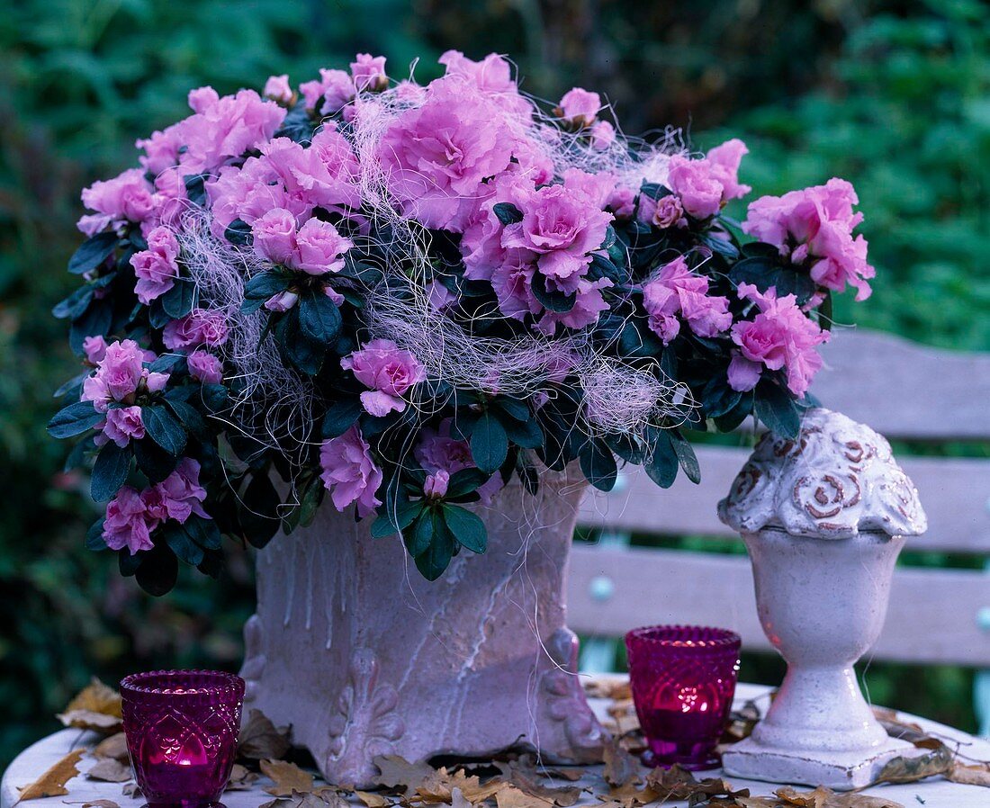 Rhododendron simsii (indoor azalea)