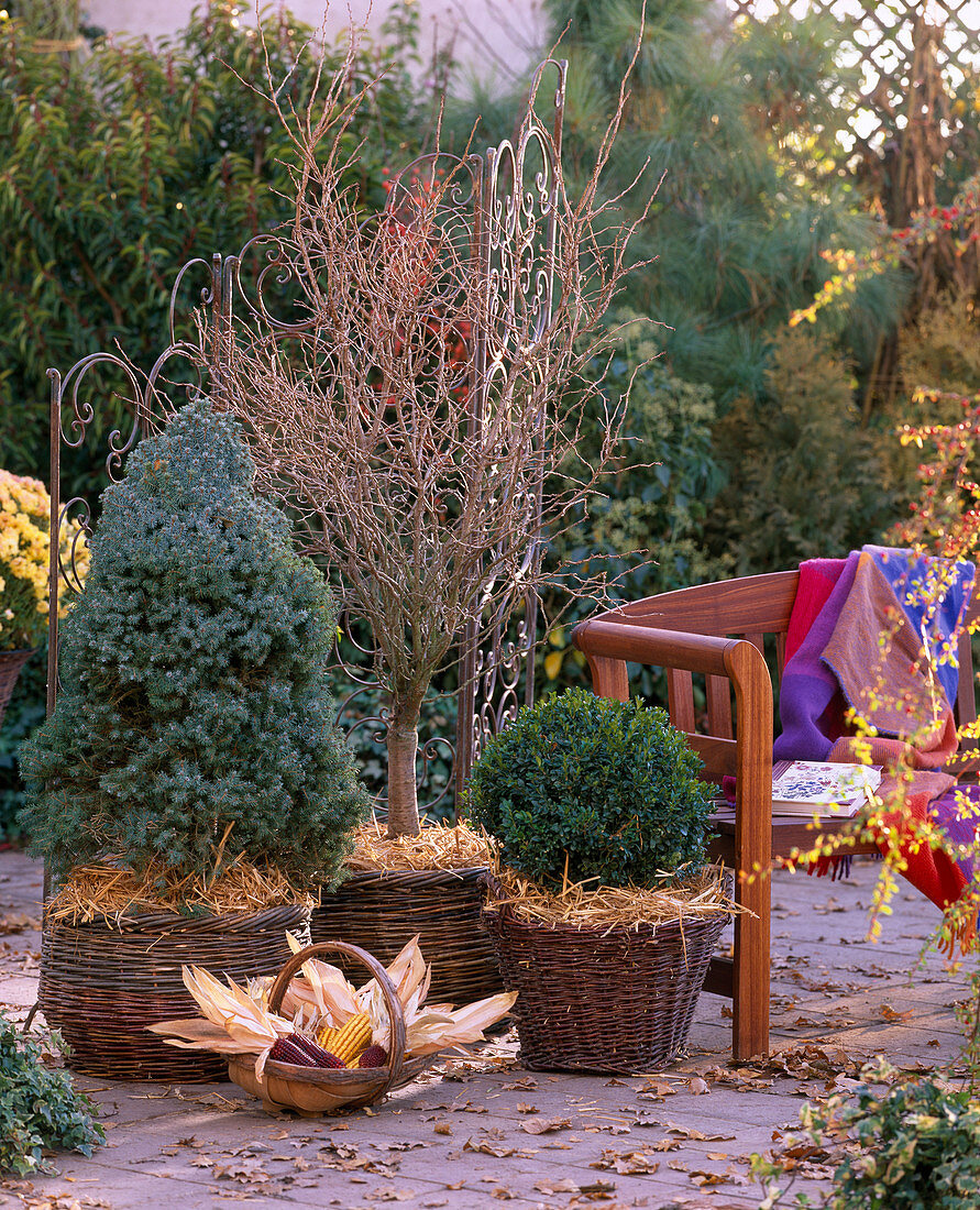 Place the trees in the bucket in larger baskets, fill the gaps with straw-picea