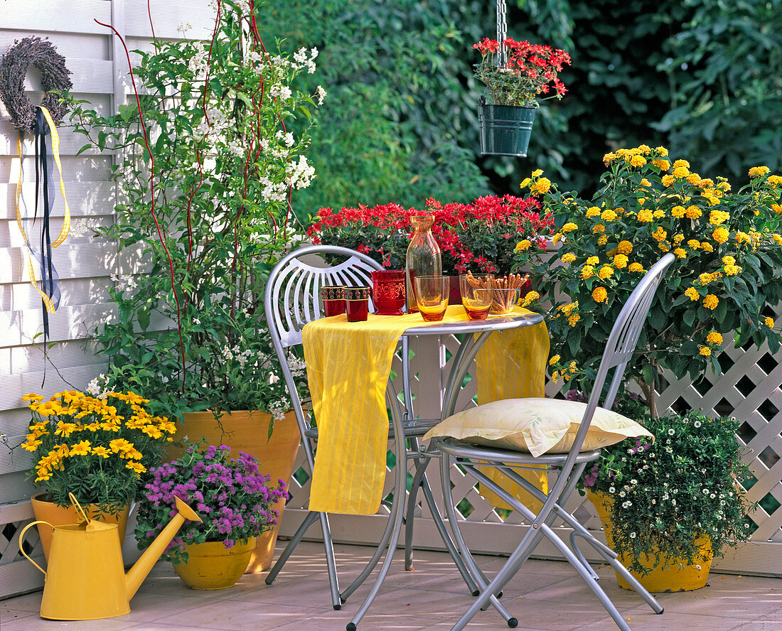 Lantana camara, Tagetes patula (marigold), Solanum