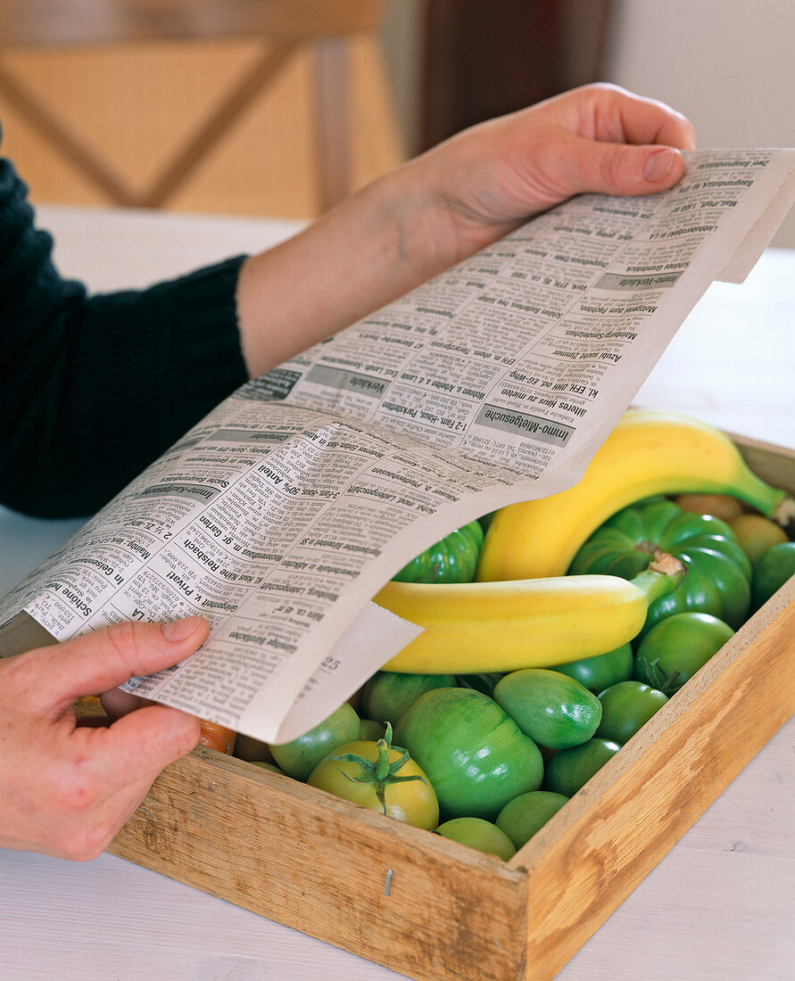 Nachreifen von Lycopersicon (Tomate) beschleunigen durch Zugabe einer Banane