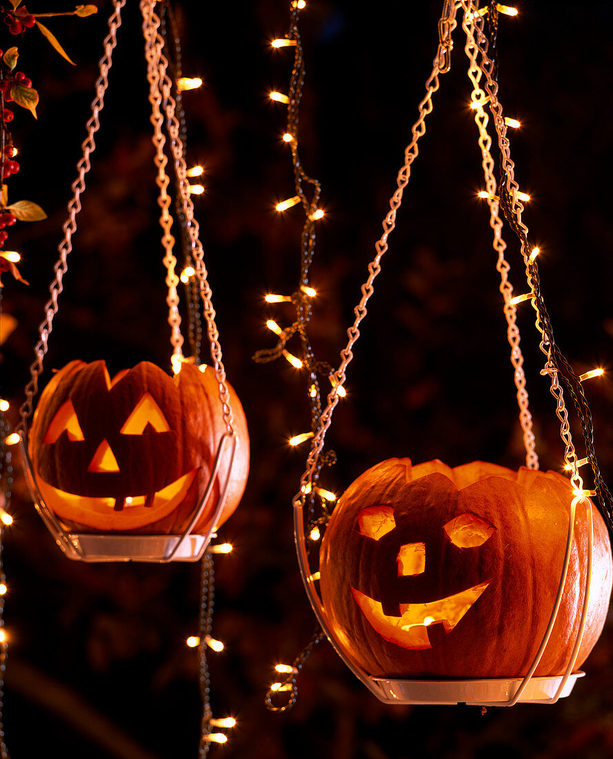 Halloween: Cucurbita pepo / Kürbisse als leuchtende Ampel