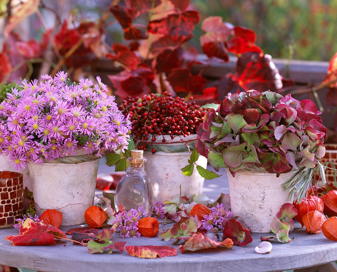 Aster (Autumn Aster), Rosa (Rosehip), Hydrangea (Hydrangea)